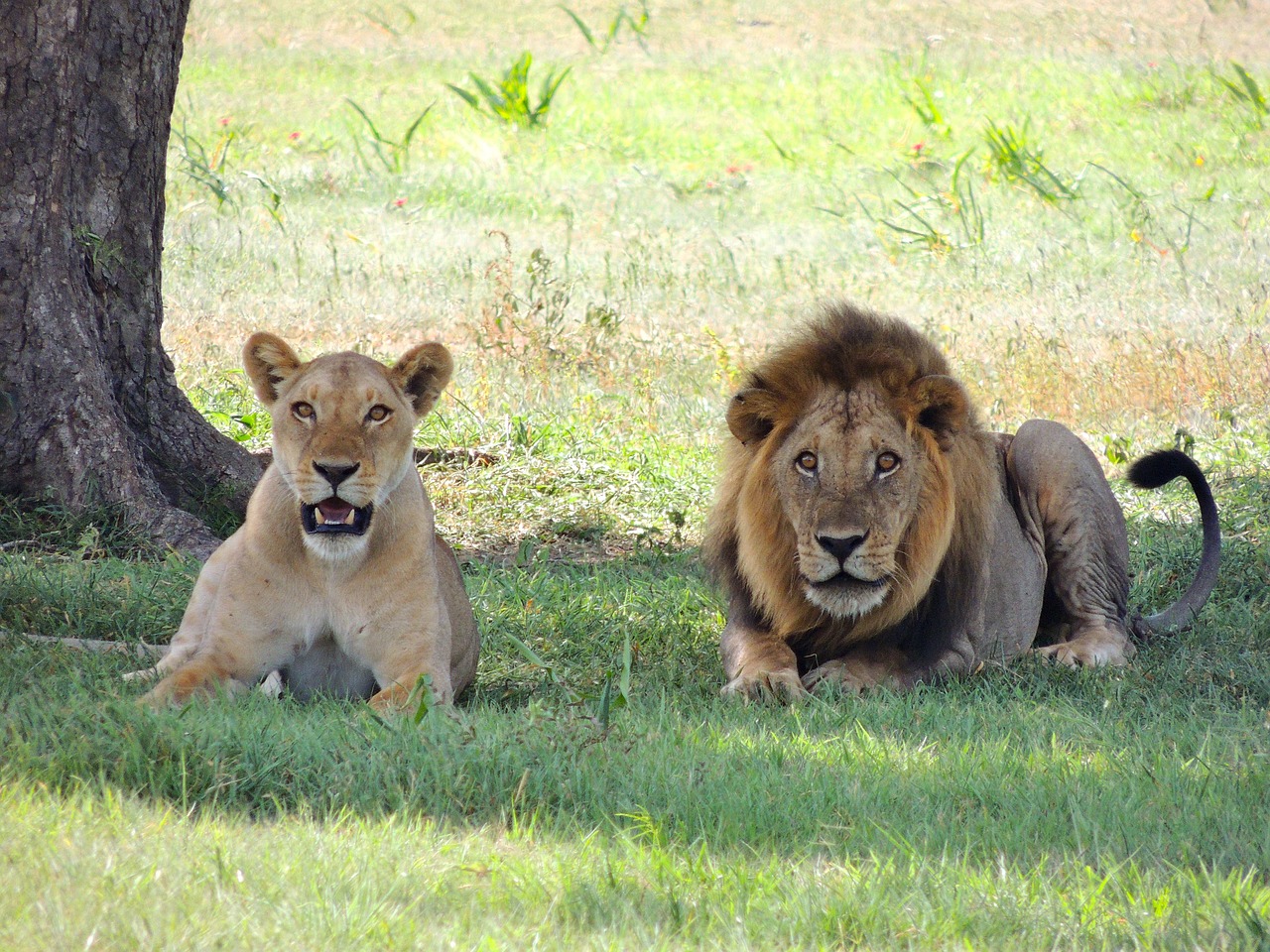 Jour5 : Parc National du Serengeti