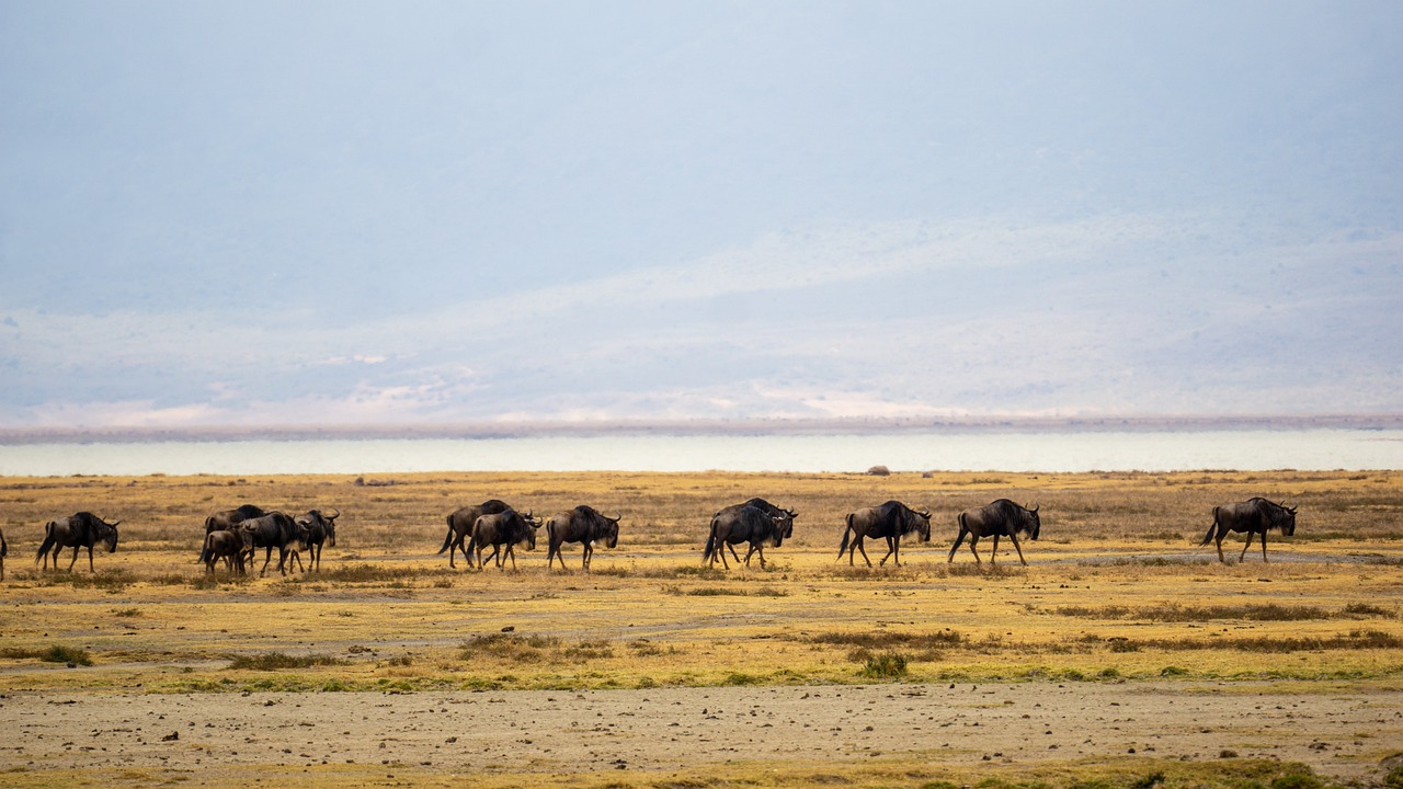 Dia4 : Área de Conservación de Karatu-Ngorongoro