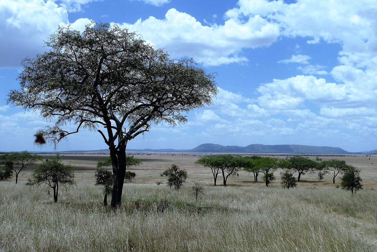 Dia7 : Parque Nacional del Serengeti