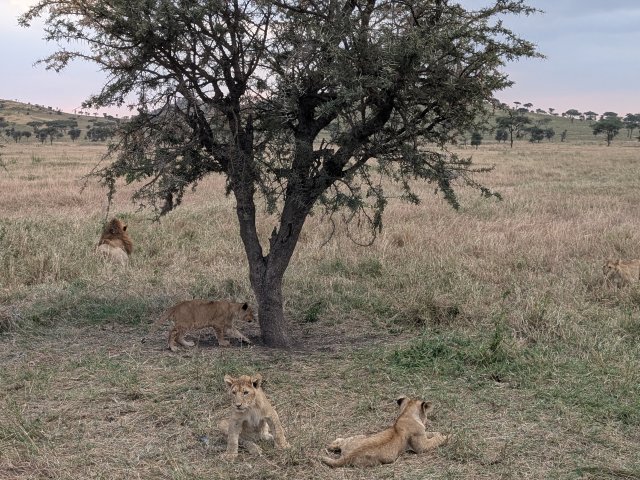 Tour di 11 giorni Circuito Safari del Nord e Zanzibar di fascia media