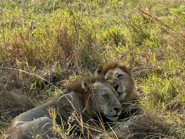 13 giorni in Tanzania e Zanzibar con un ottimo rapporto qualità-prezzo