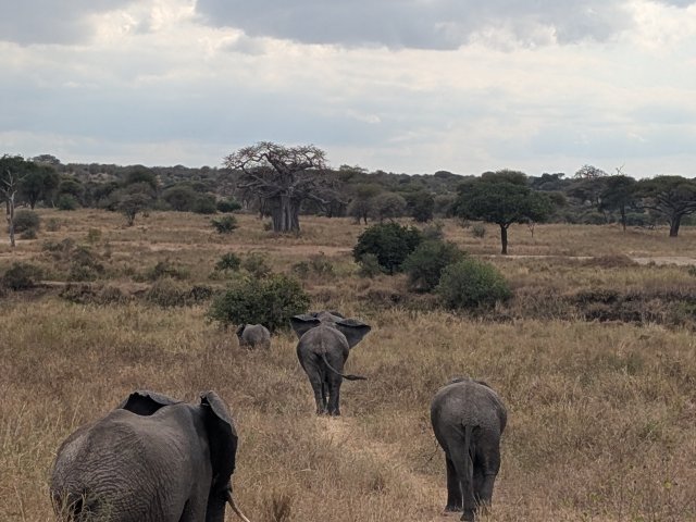 Tour di 11 giorni Circuito Safari del Nord e Zanzibar di fascia media