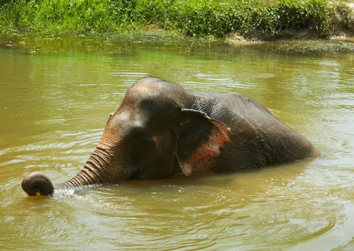 De Tailandia a Camboya - Encuentro con los elefantes y regreso a Kanchanaburi. - Foto del día