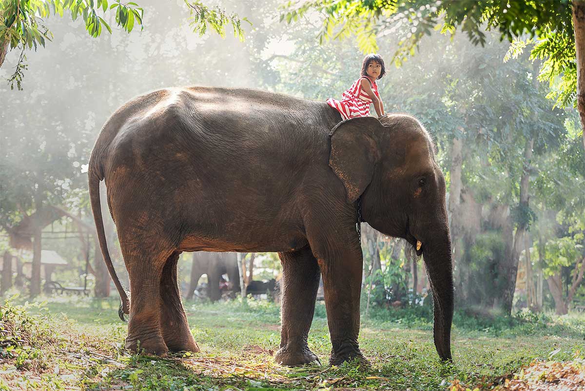 éléphants Thaïlande