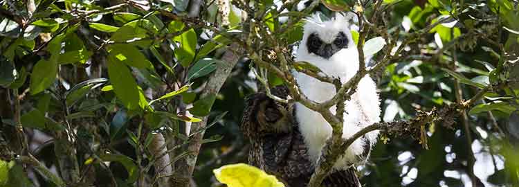 Un oiseau dans un parc national d'Andasible