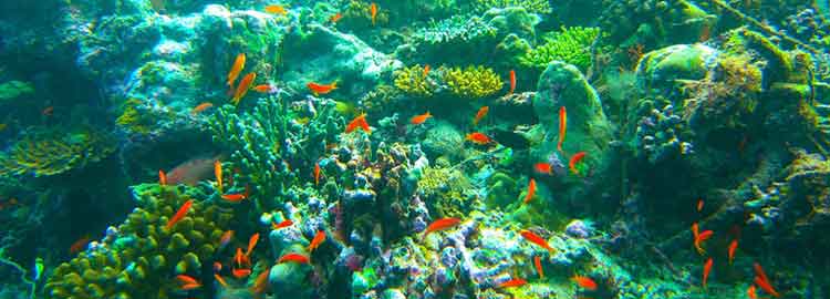 Petits poissons de l'océan indien