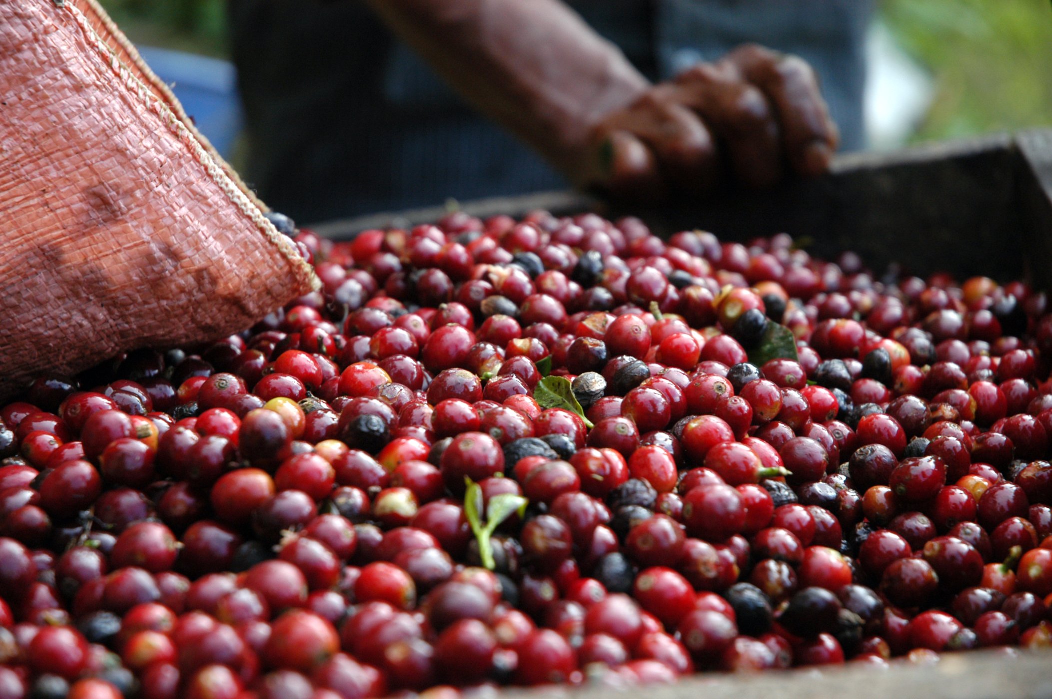 Le café de Guatemala.