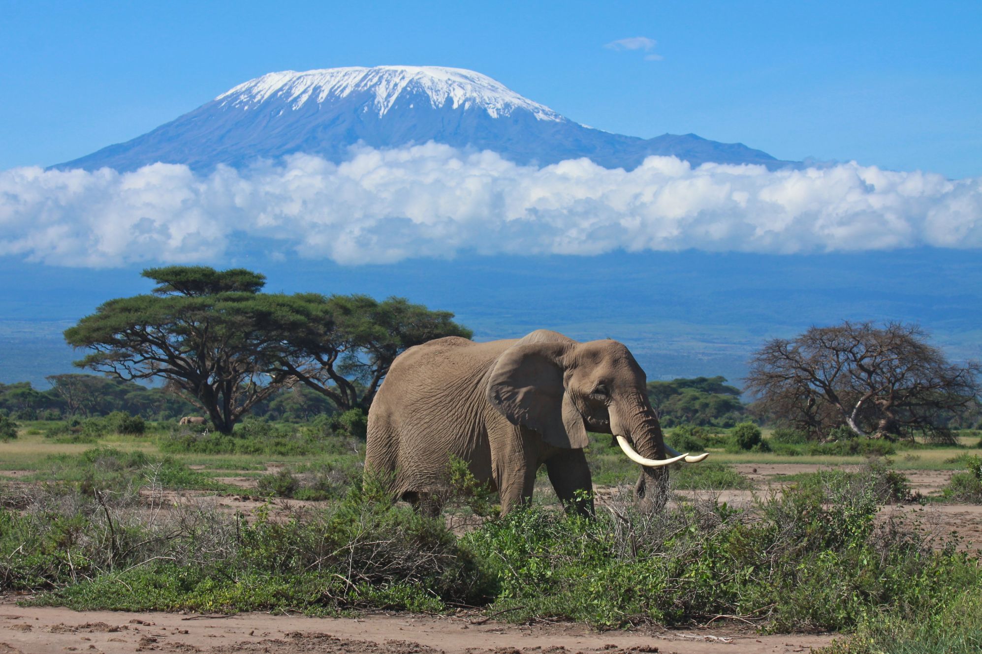 Vue sur le Kilimandjaro.