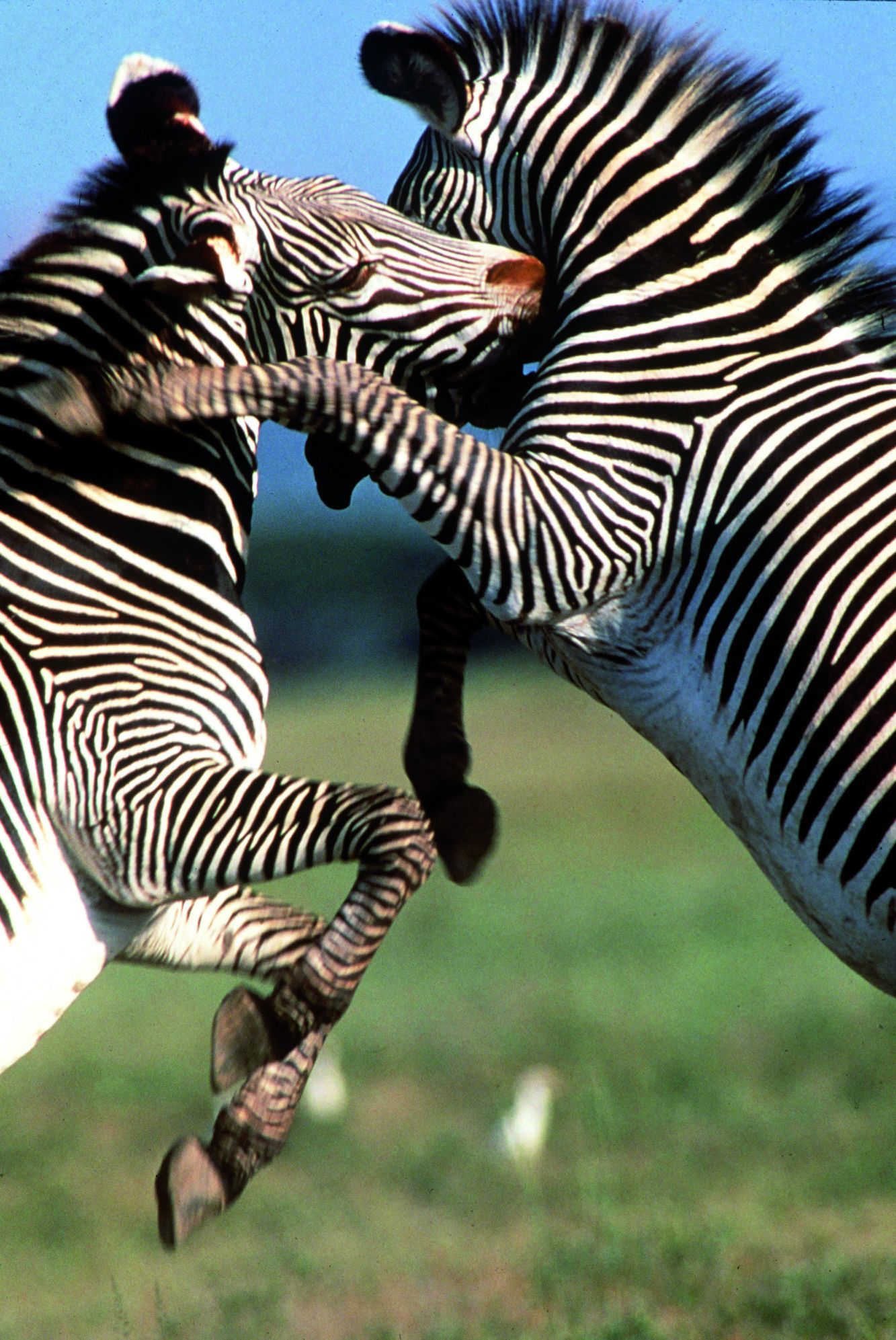 Combat de zèbres de Grevy