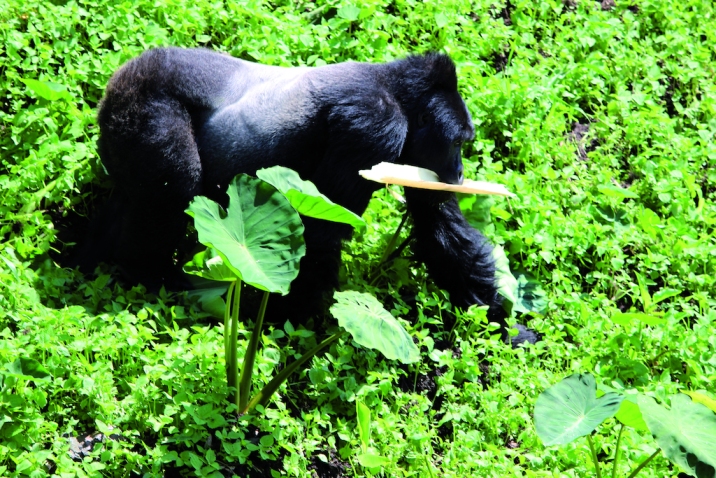 Forêt Impénétrable de Bwindi.