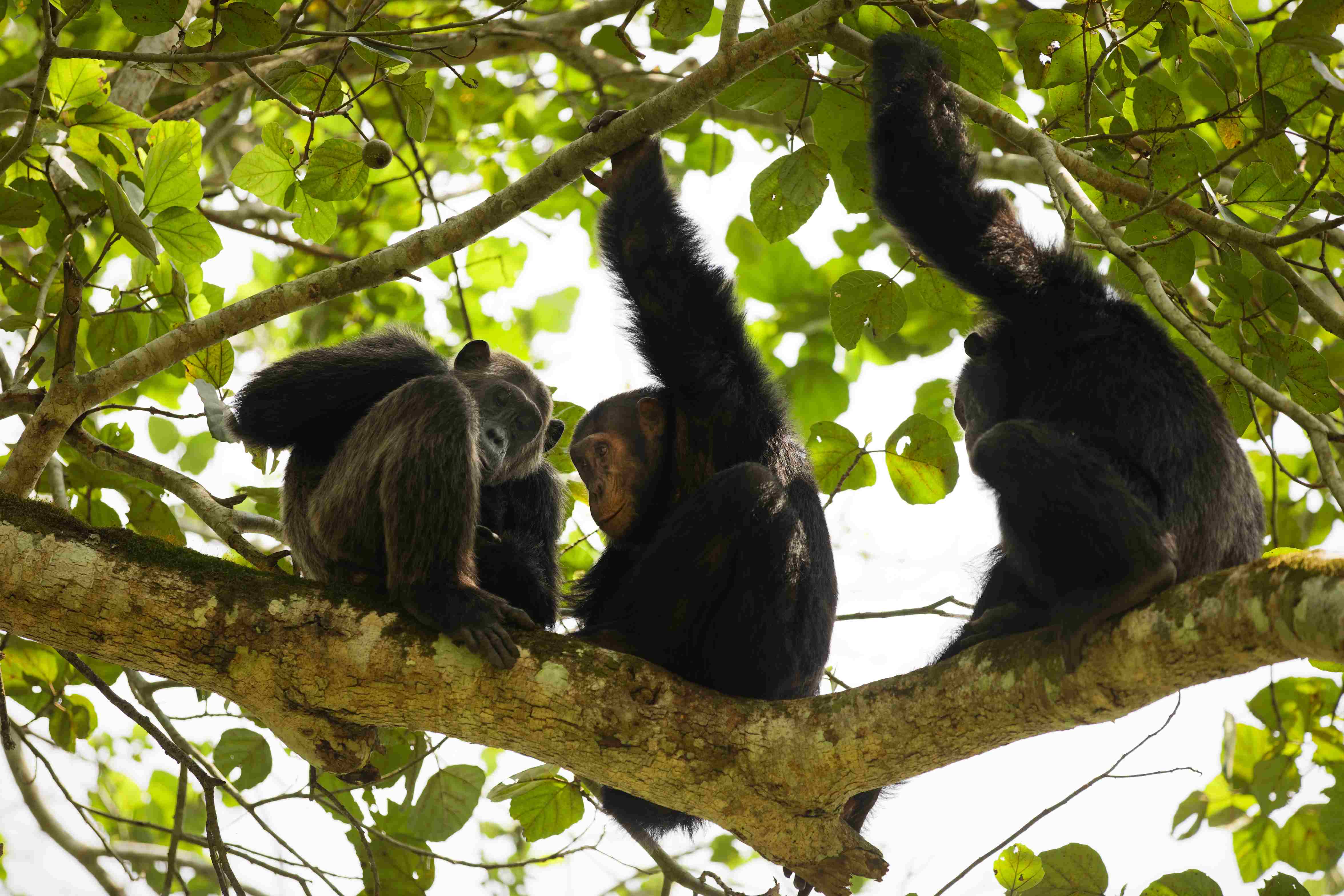 Dag5 : Chimpanzee trekking
