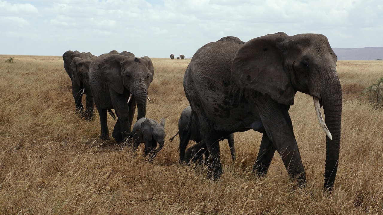 Tag4 : Natronsee, Serengeti-Nationalpark