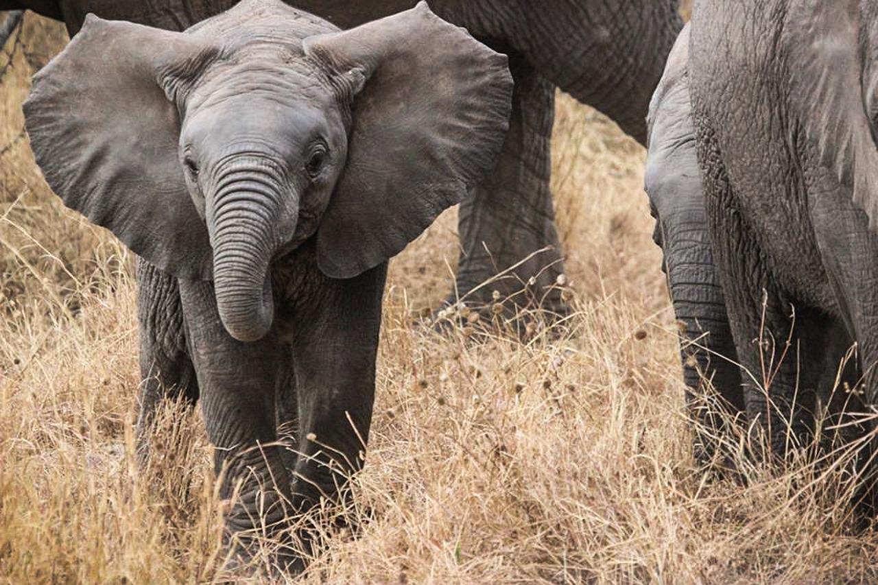 Tag5 : Ngorongoro - Serengeti Nationalpark