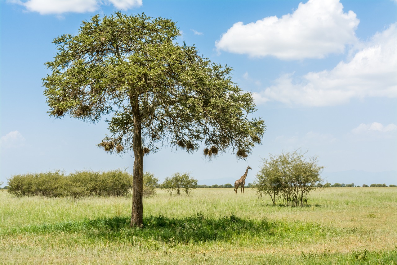 Tag2 : Arusha, Tarangire-Nationalpark