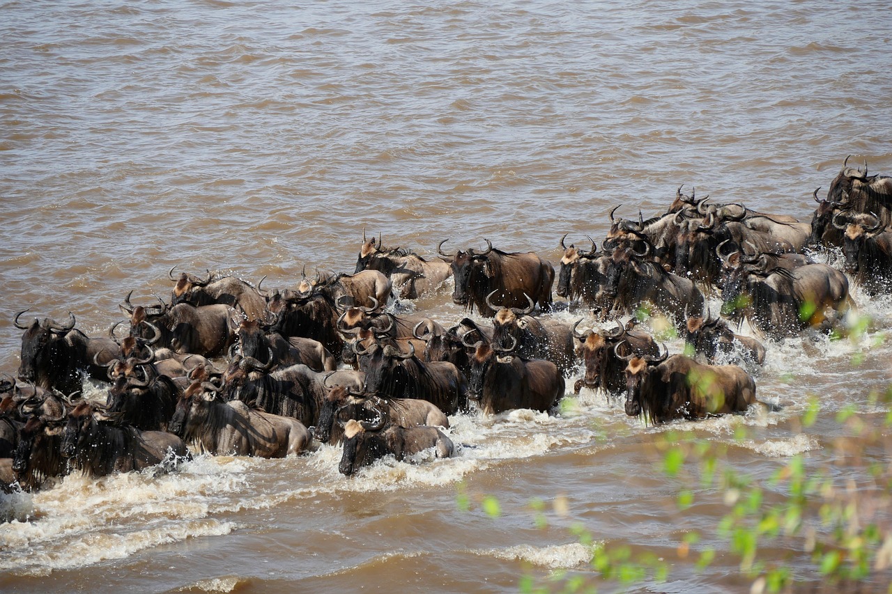 Migration des gnous