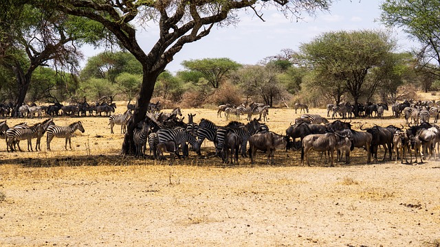 Giorno1 : Serengeti National Park