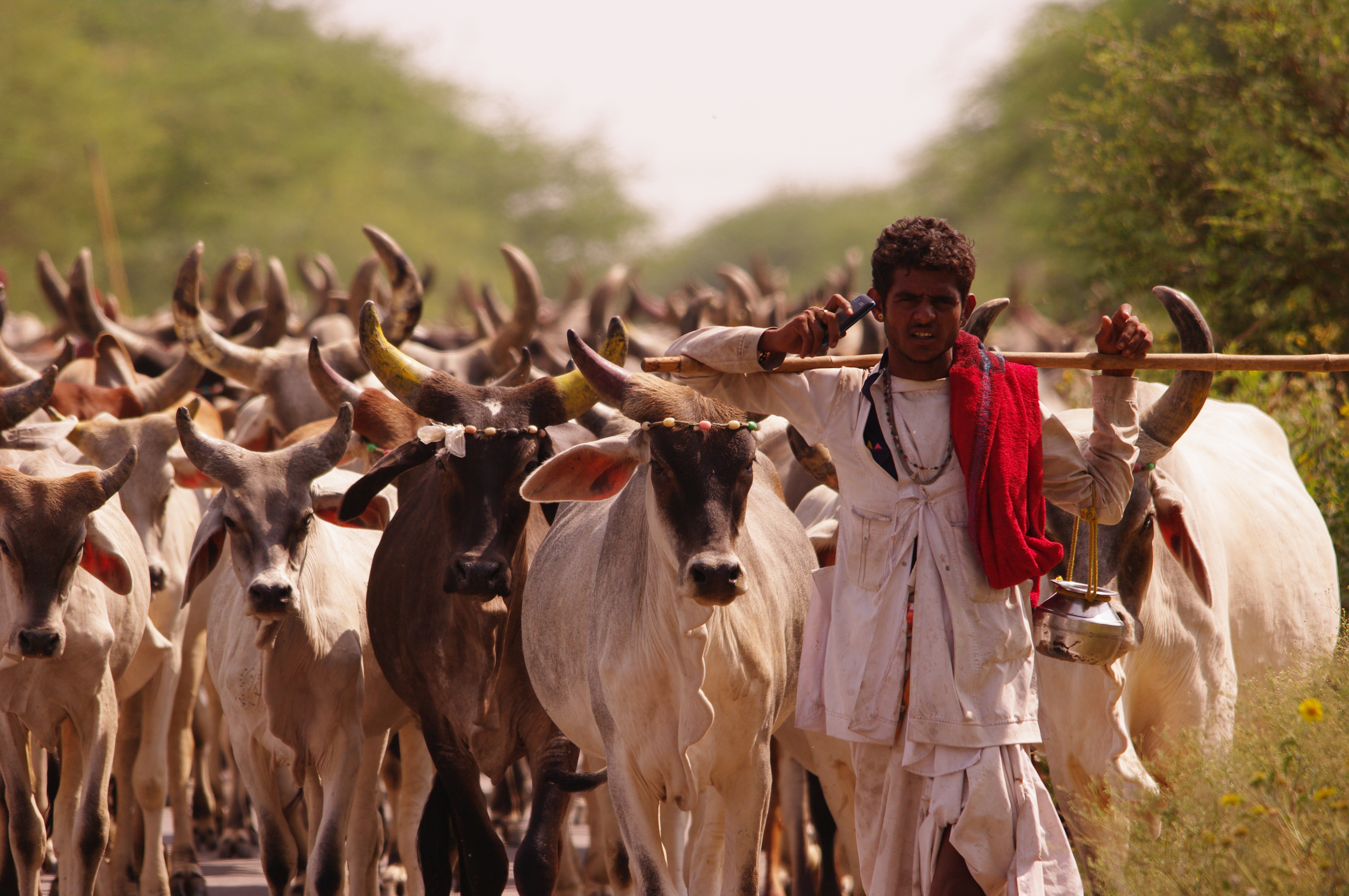 Jour3 : Delhi - Nawalgarh