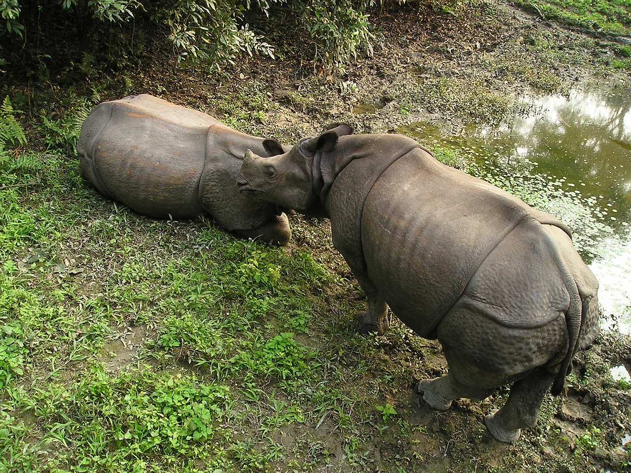 Day3 : Kathmandu- Chitwan (approximately 5 hour drive)