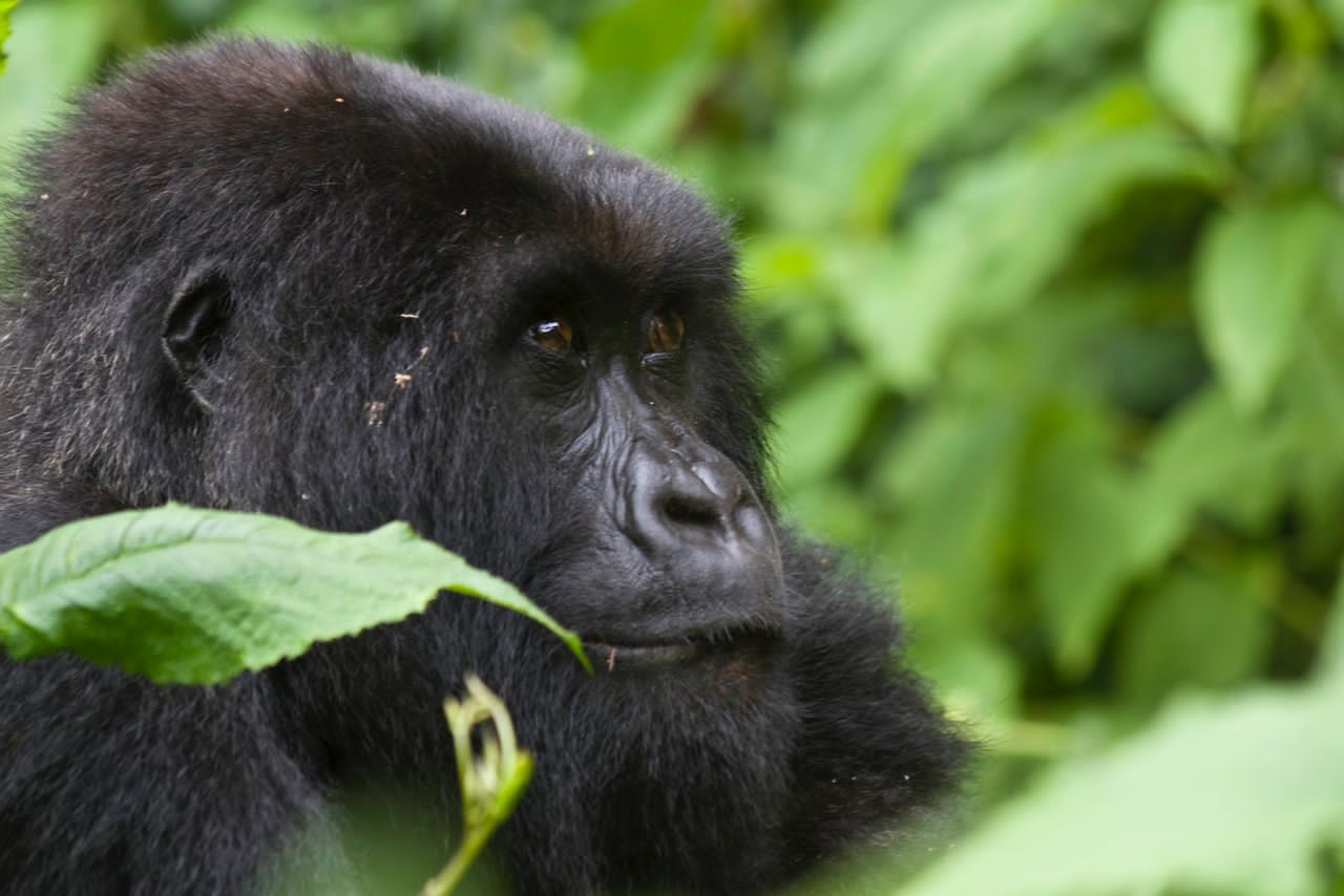 Day2 : Wonderful Gorilla Trekking