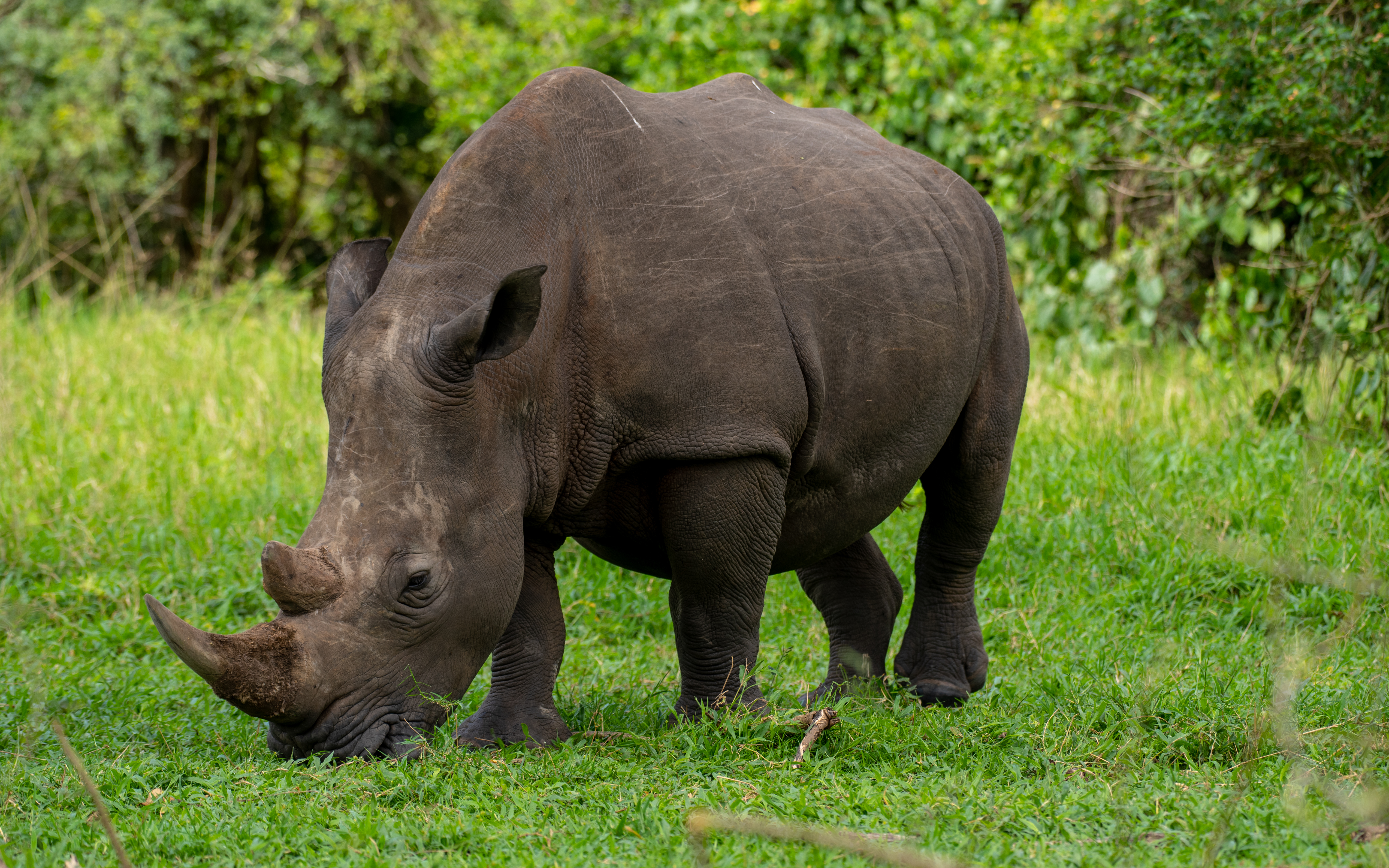 Day2 : Transfer to Murchison Falls National Park via Zziwa