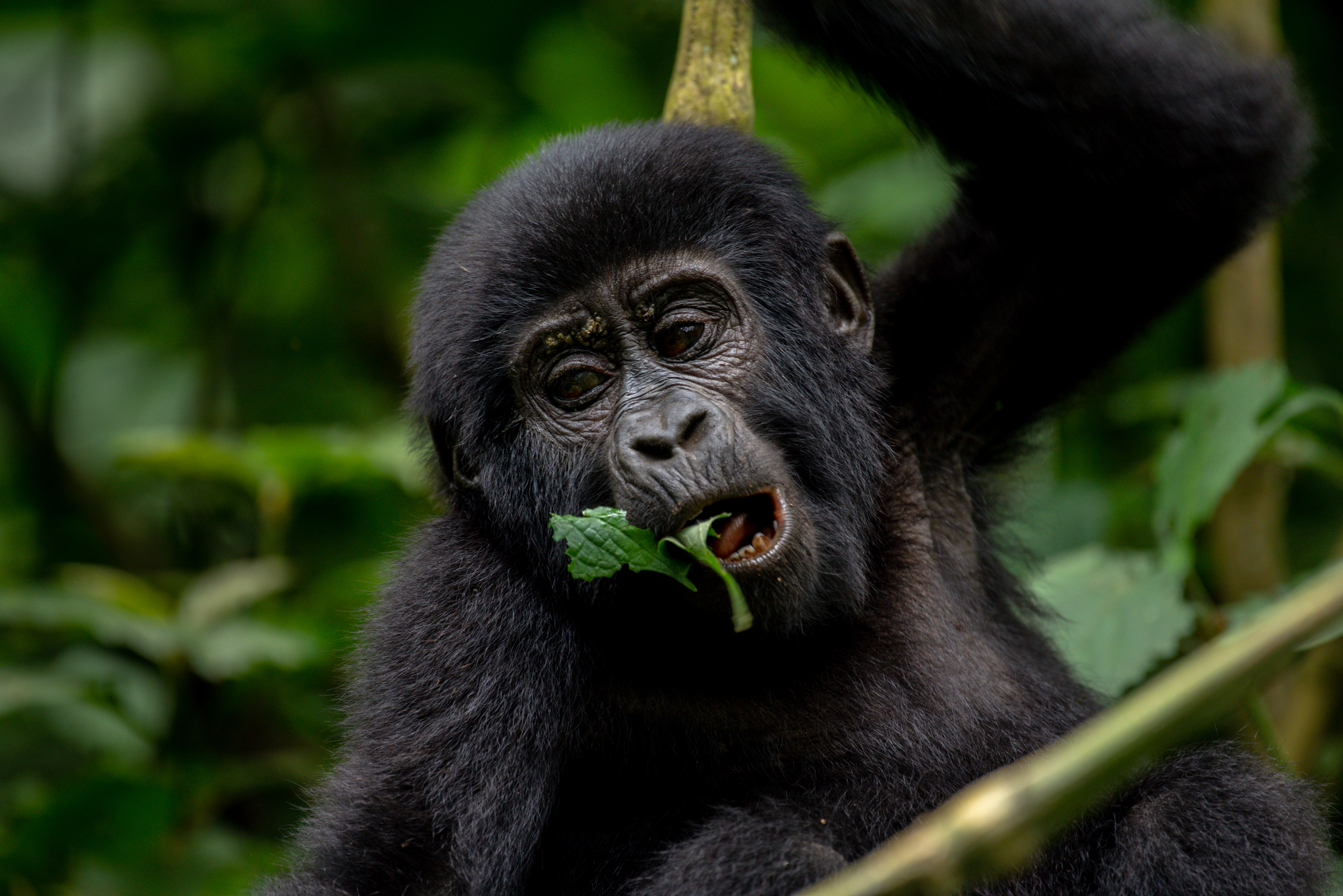 Day9 : Gorilla Trekking