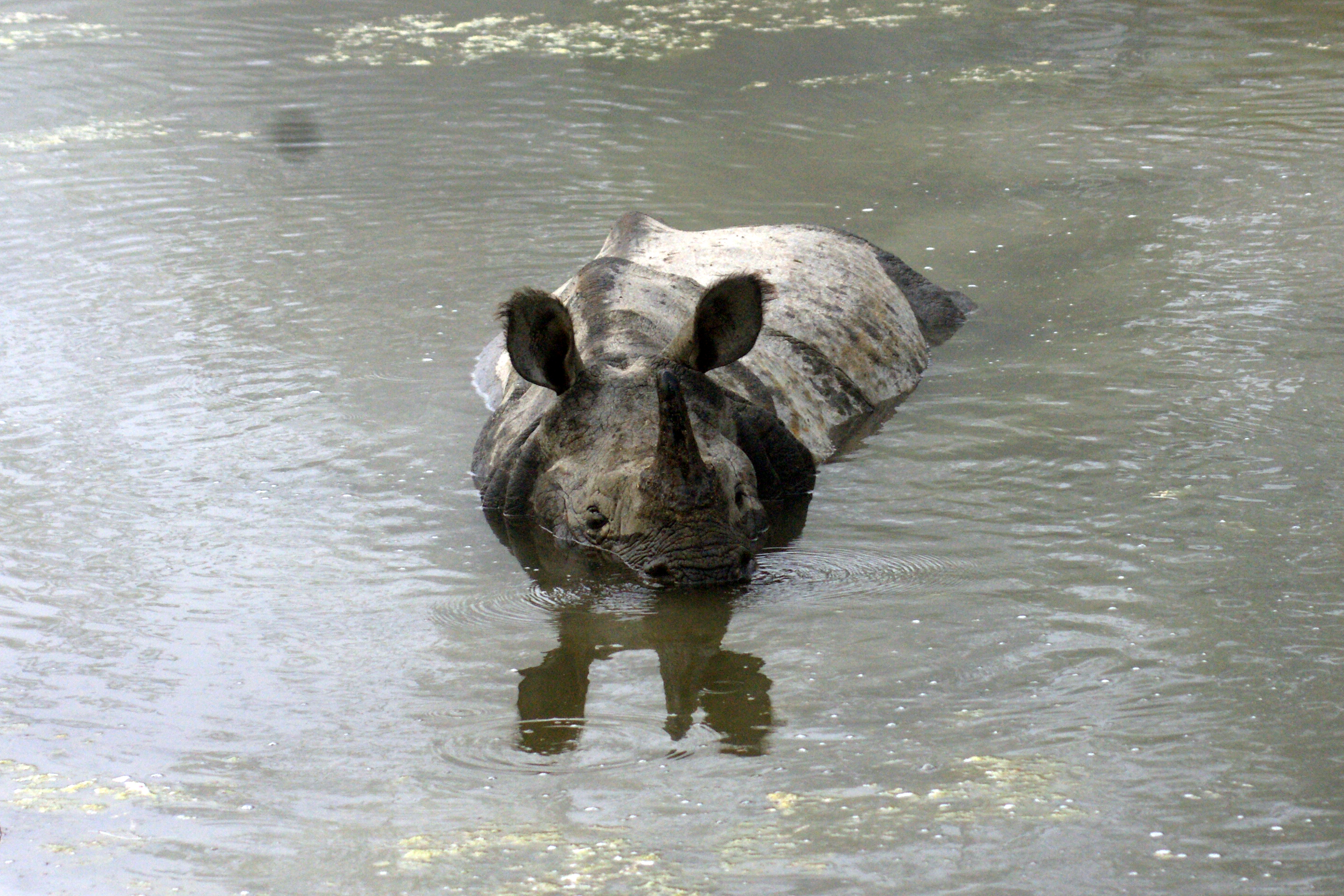 Jour7 : Parc de Chitwan