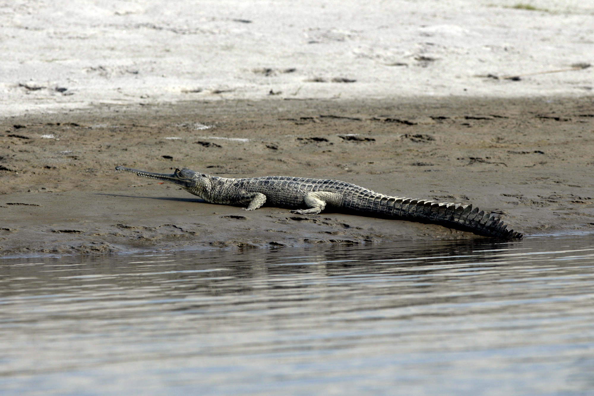 Day6 : Bhaktapur to Chitwan National Park (200 km)