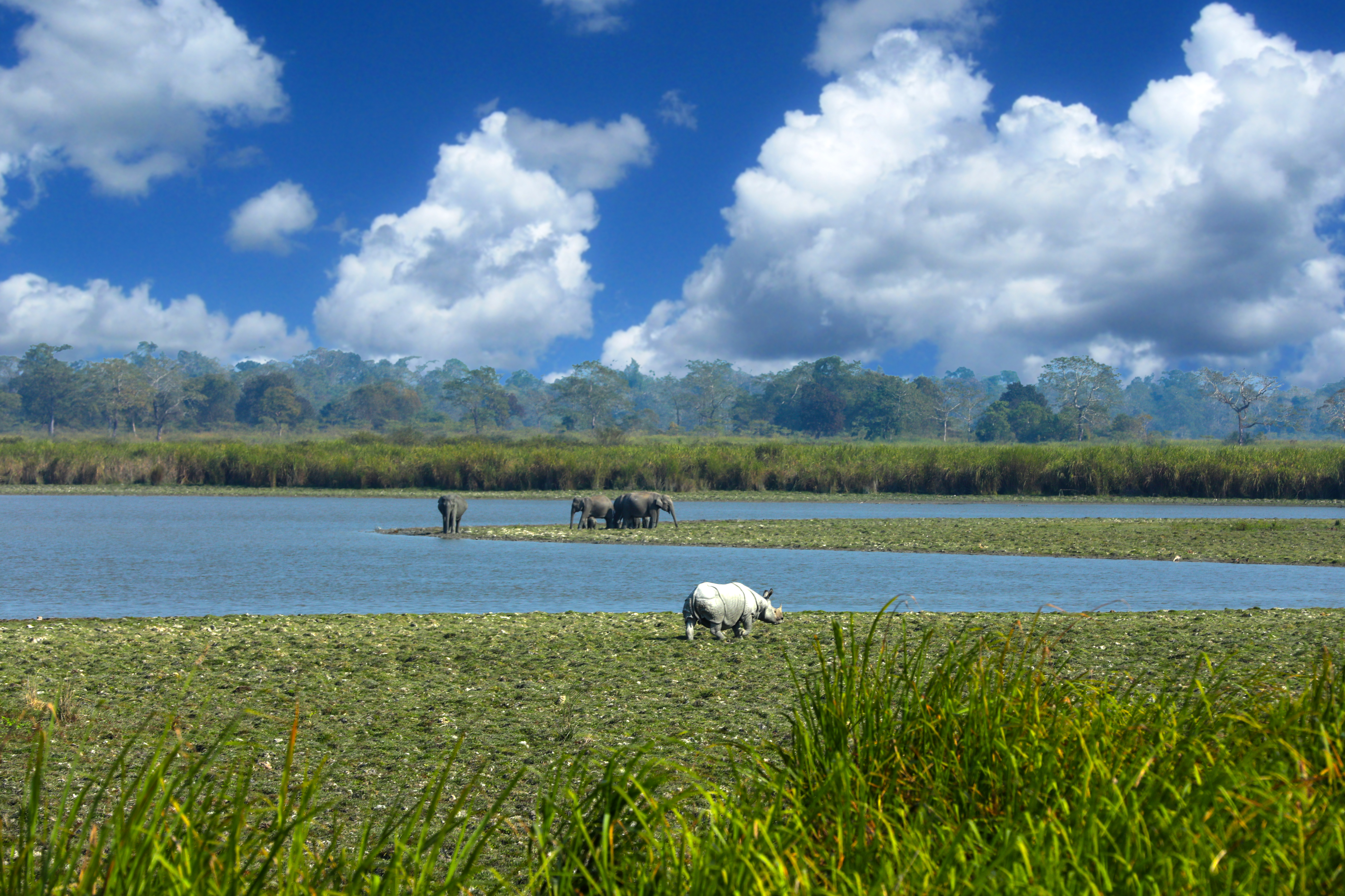 Day15 : In Kaziranga