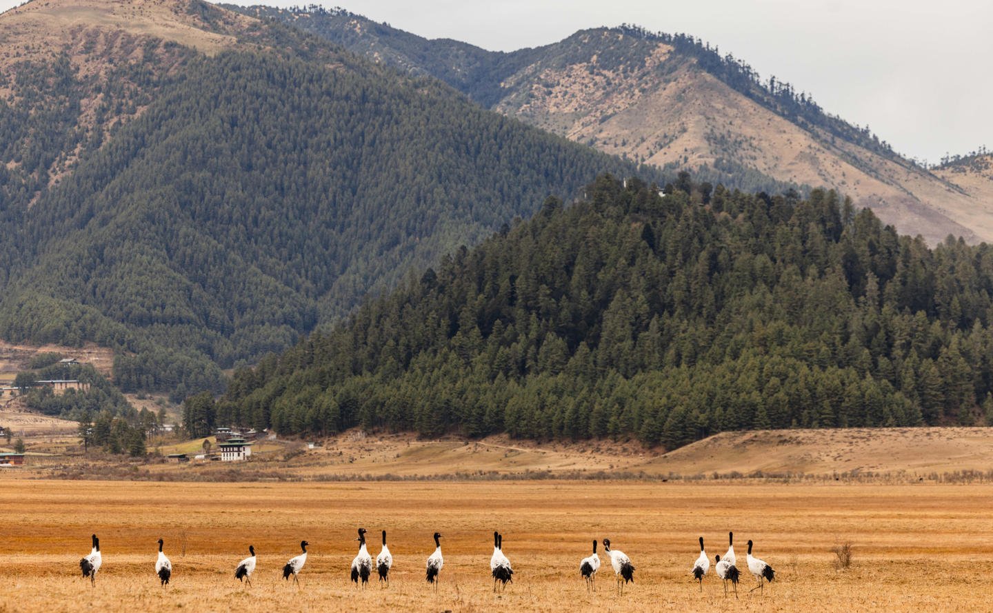 Jour4 : De Punakha à Gangtey (Distance : 73 km, durée estimée du trajet : 2 heures)