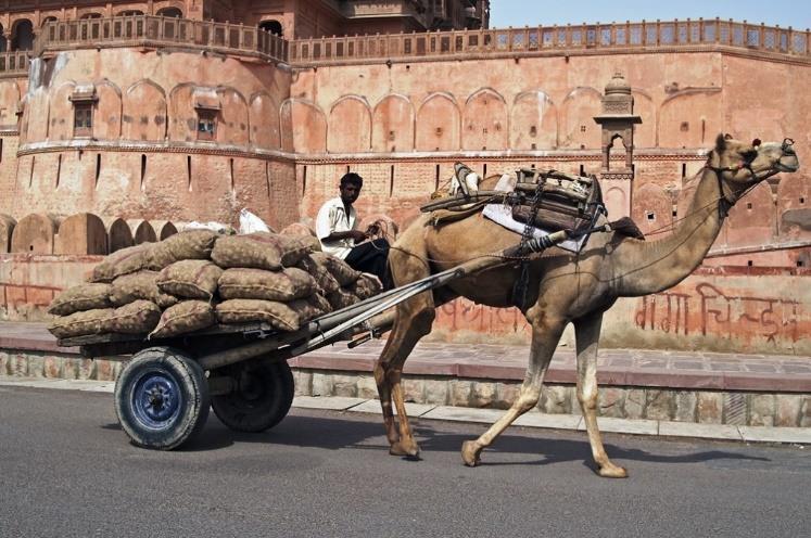 Day3 : Mandawa - Bikaner - 200 km