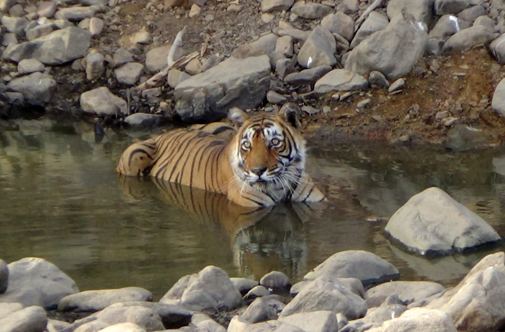 Day9 : Ranthambore