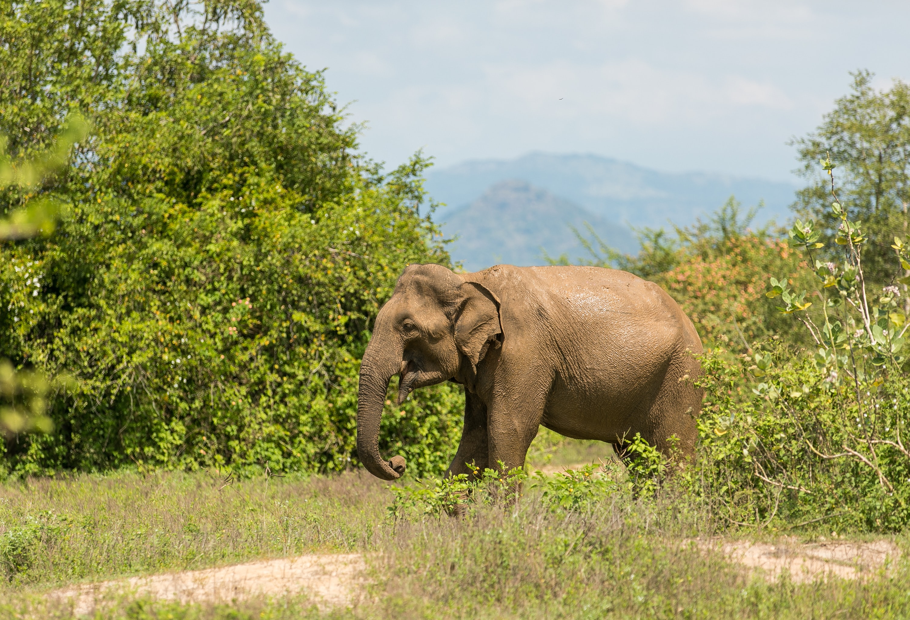 Day7 : Nuwara Eliya - Uda Walawe