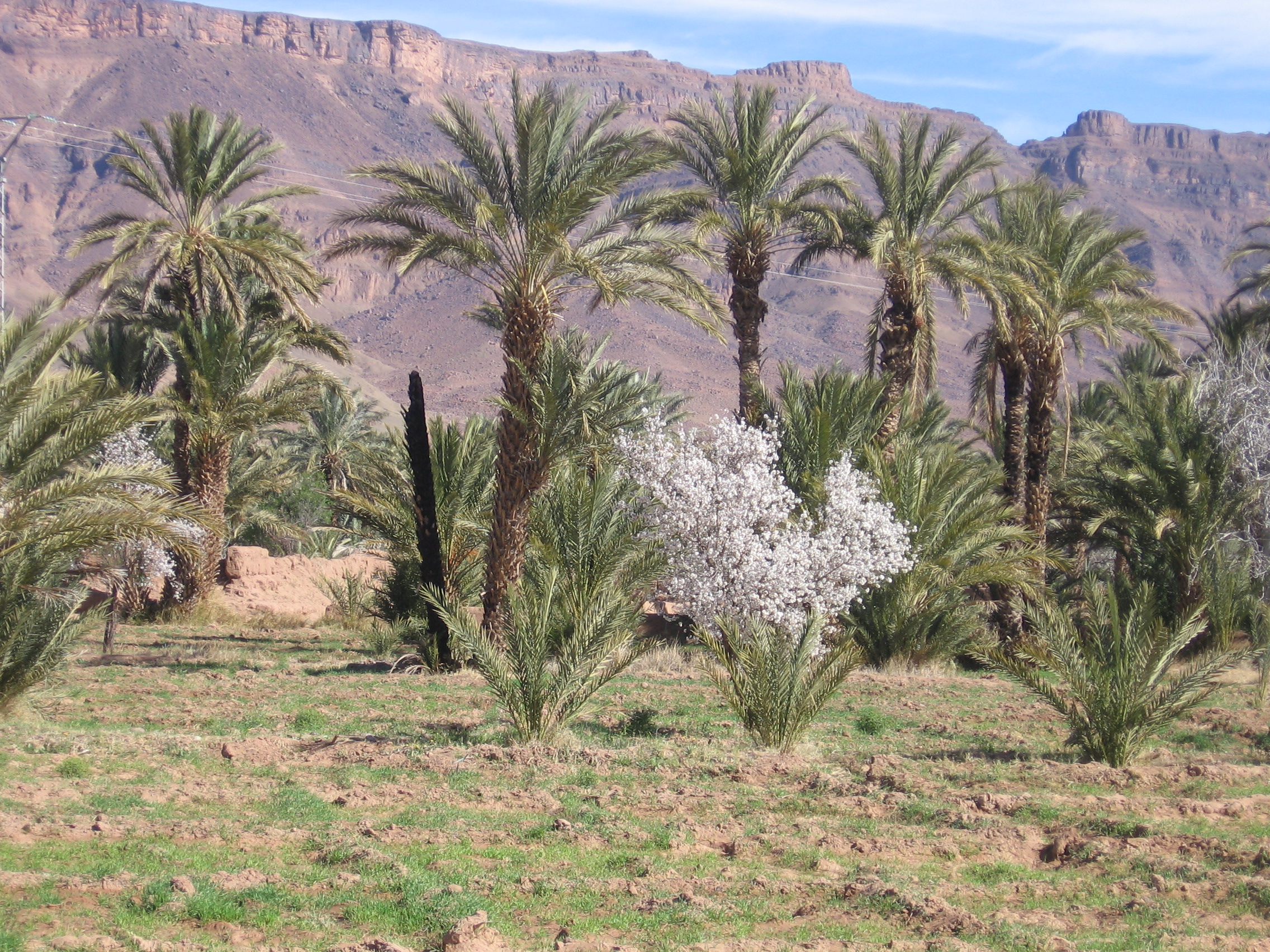 Day3 : Draa Valley (continued) and Valley of 45 Kasbahs