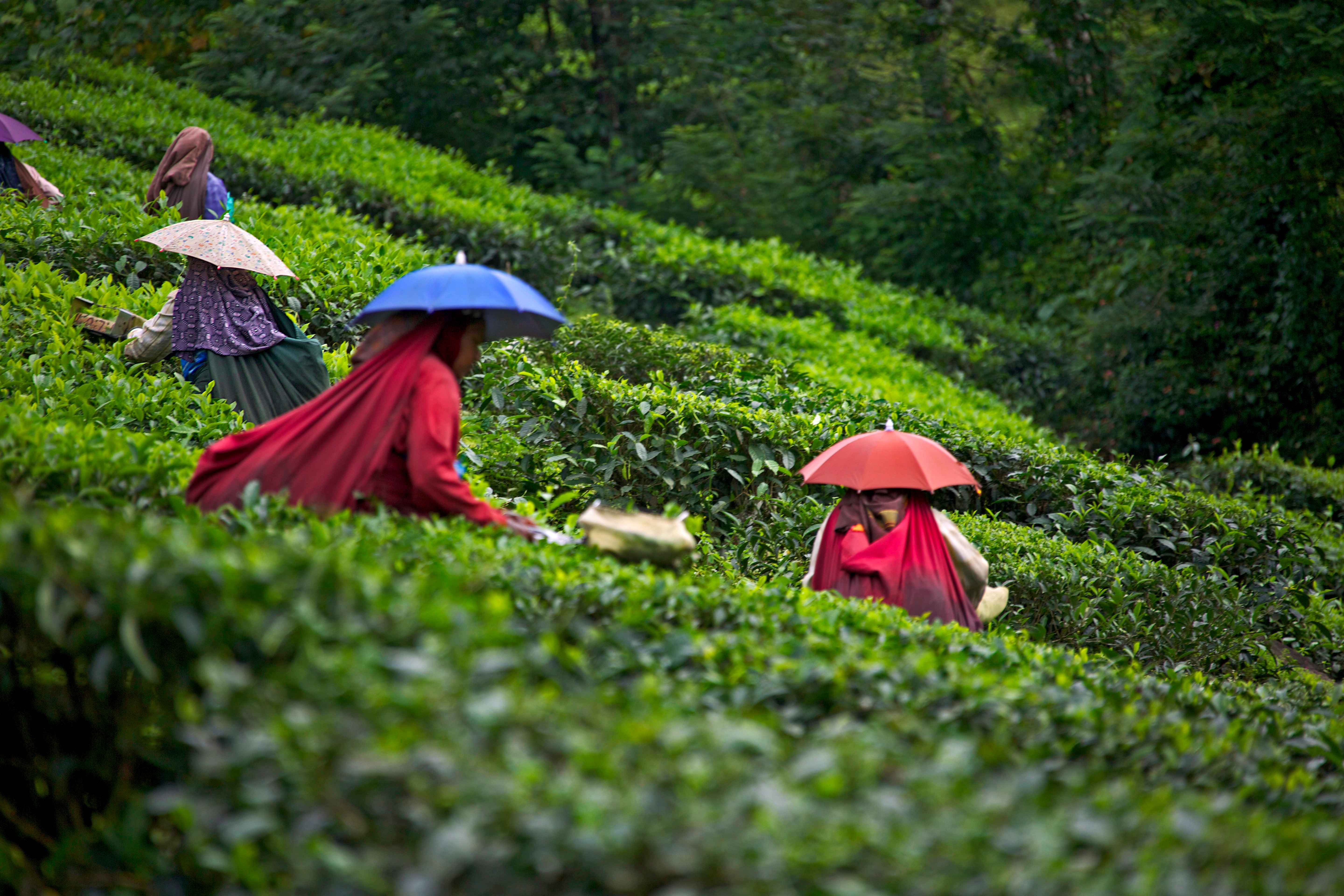 Day9 : Munnar