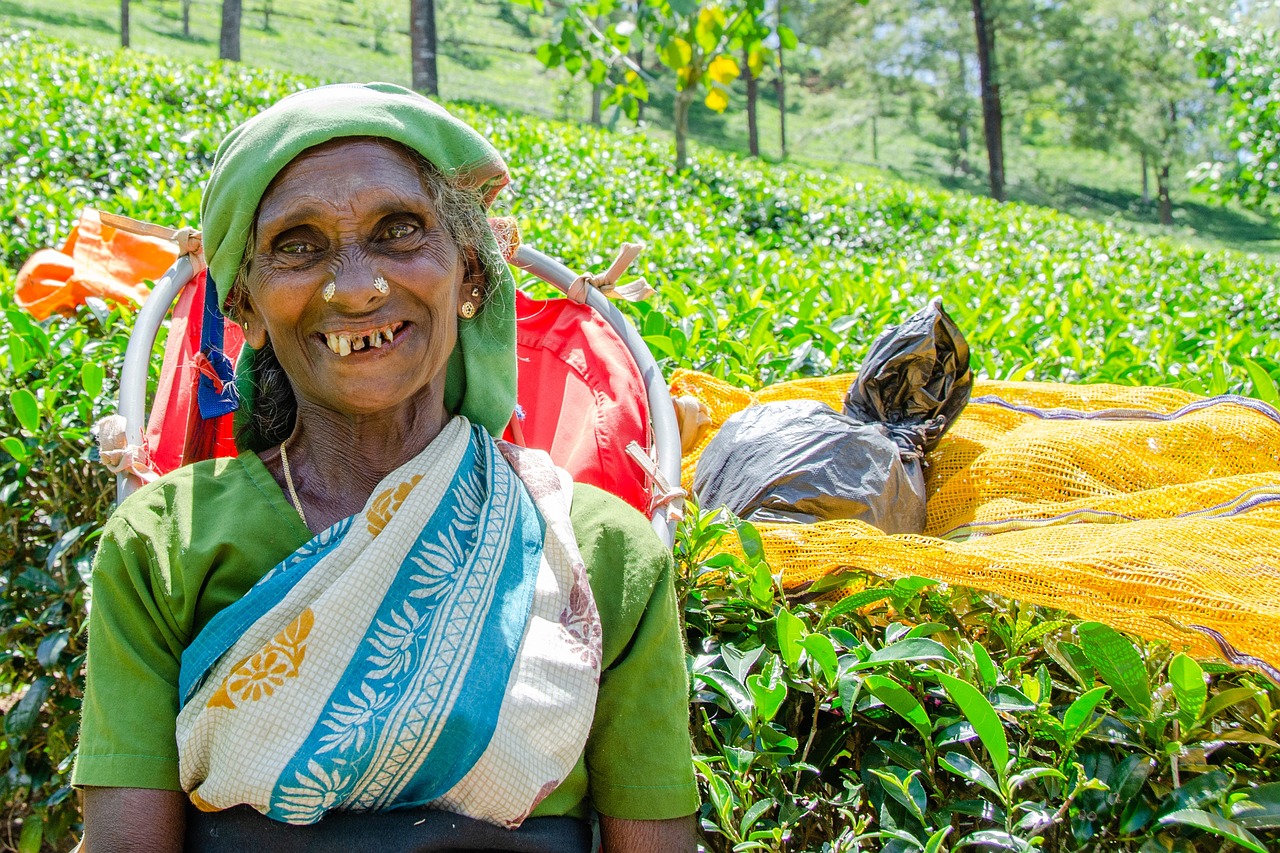 Jour4 : Ella - Nanu Oya -  Nuwara Eliya  (Approx. 5 hour drive)