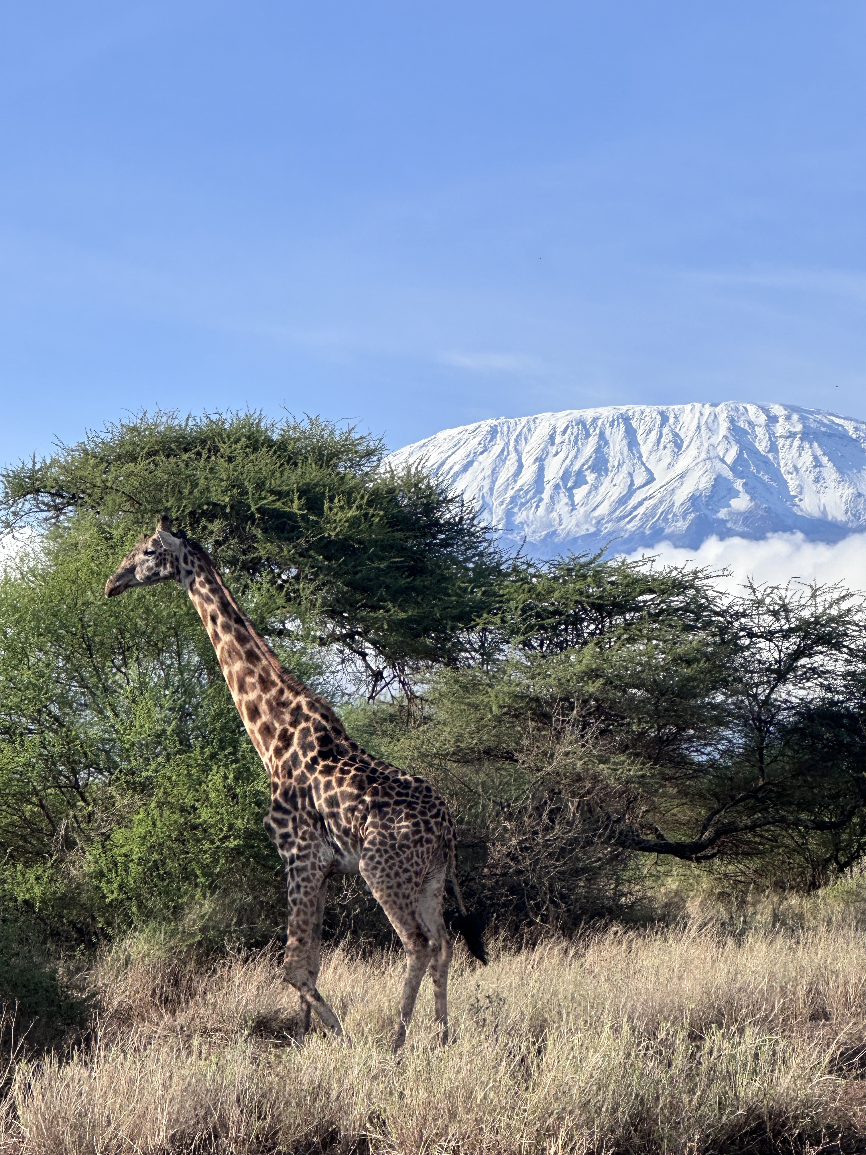 Day2 : Drive to Amboseli National Park