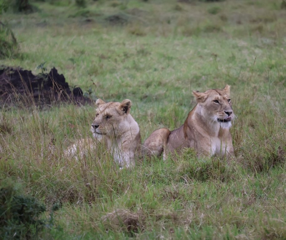 Day7 : Discover Big Cats and More in the Masai Mara