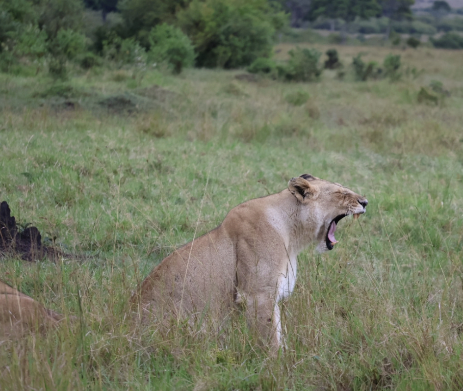 Day5 : Discover Big Cats and More in the Masai Mara