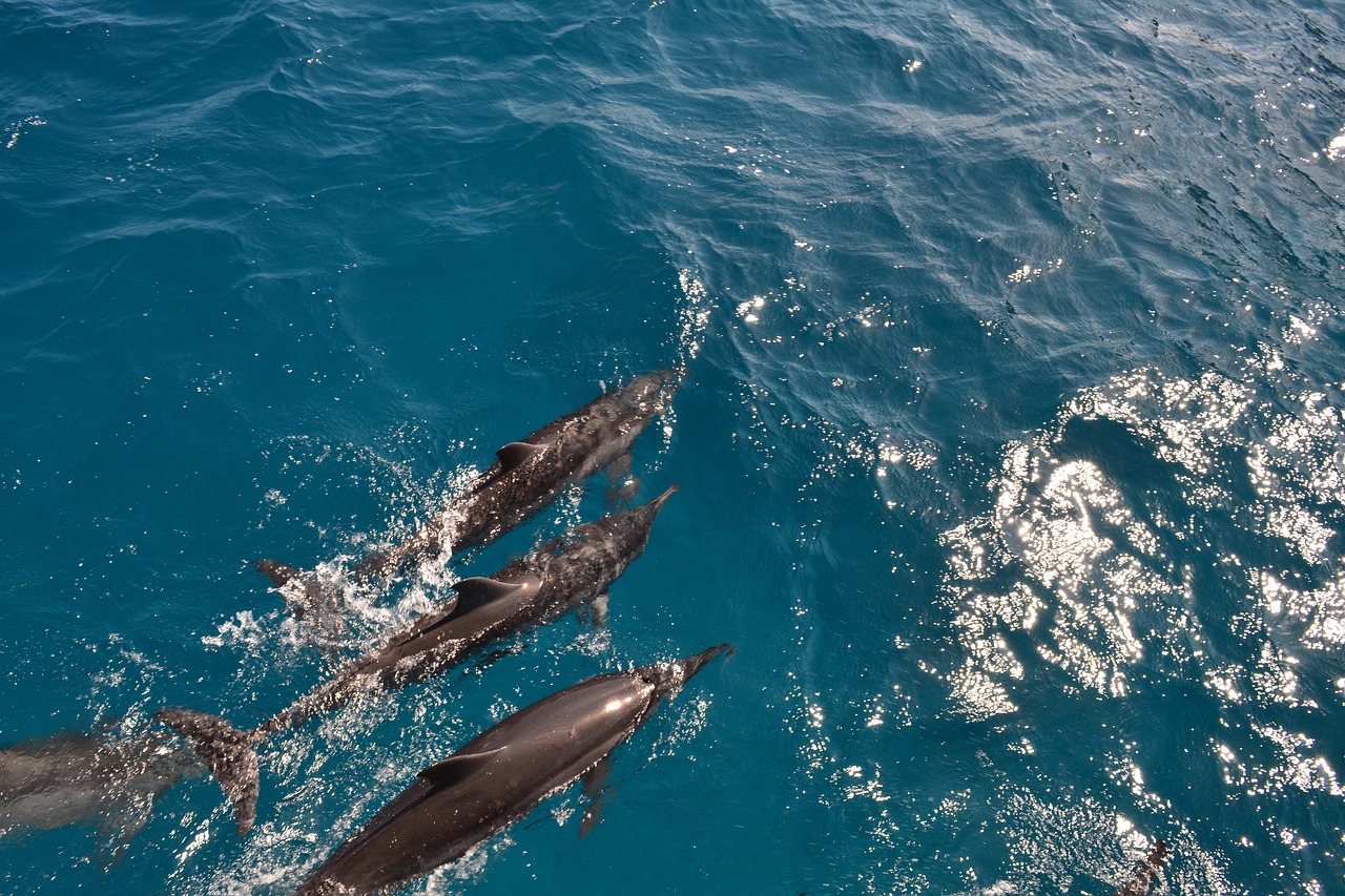une-famille-de-dauphins